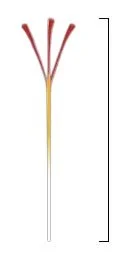 saffron-types-negin